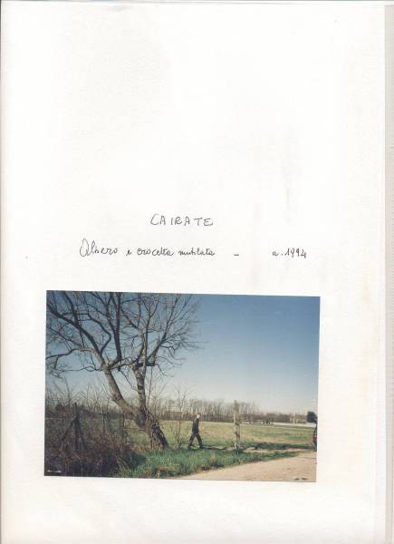 albero_cairate.jpg