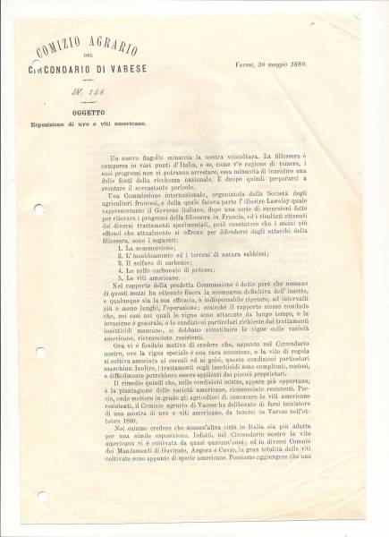 filossera_1_1880.jpg